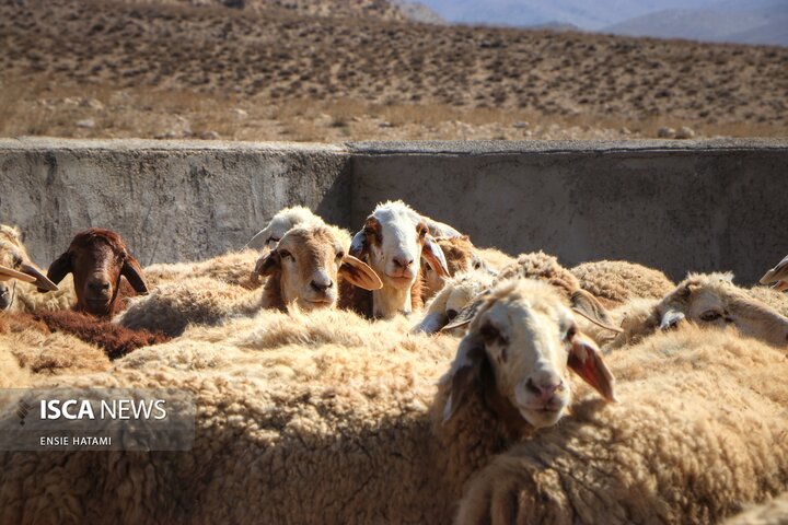 واکسن دام عشایر