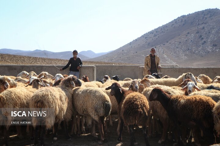 واکسن دام عشایر