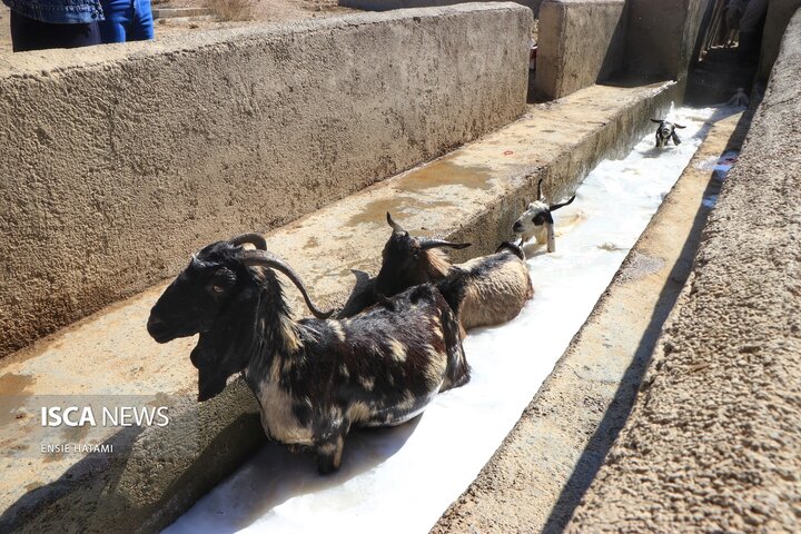 واکسن دام عشایر