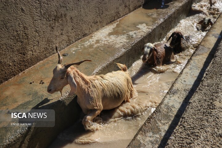 واکسن دام عشایر