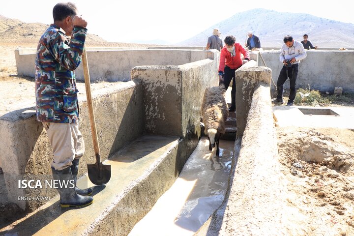 واکسن دام عشایر