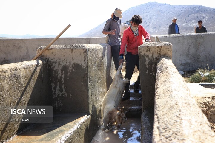 واکسن دام عشایر