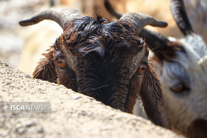 واکسن دام عشایر