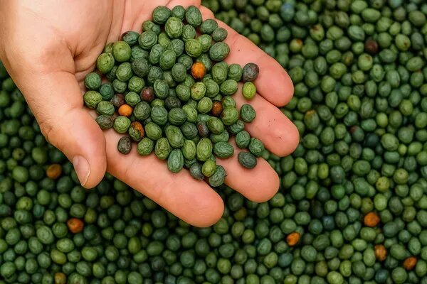 خواص بی‌نظیر بَنِه یا پسته کوهی برای سلامتی