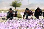جشنواره ملی زعفران در گناباد با حضور نماینده سازمان ملل و ۸ کنسولگری برگزار می‌شود