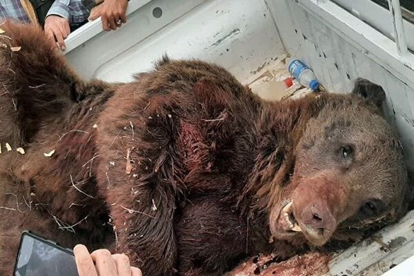 تلف شدن خرس قهوه‌ای در سرچهان فارس
