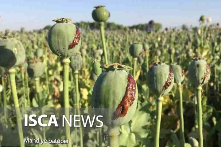 کشت خشخاش در قزوین مجوز ندارد