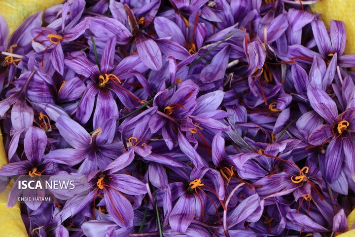 زعفران خراسان شمالی بجنورد