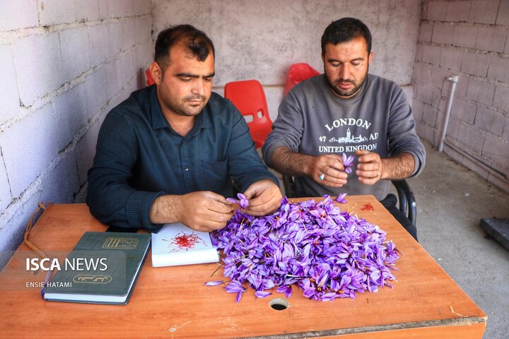زعفران خراسان شمالی بجنورد