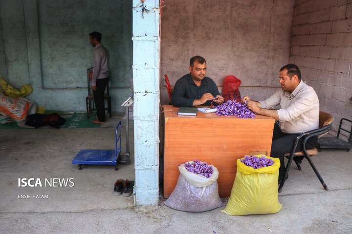 زعفران خراسان شمالی بجنورد