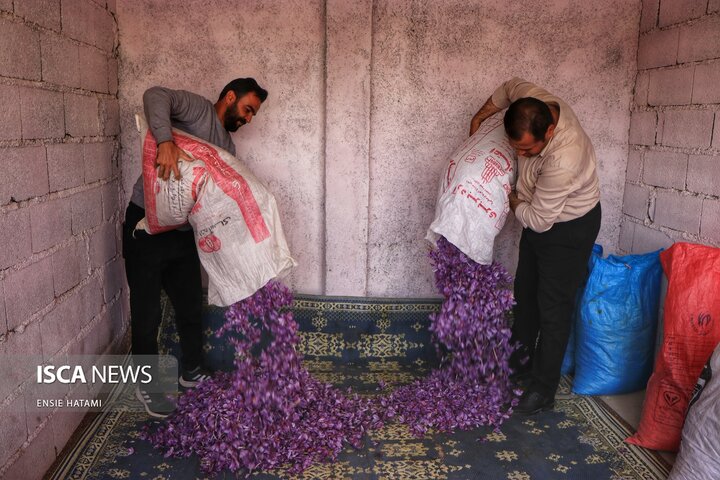 زعفران خراسان شمالی بجنورد