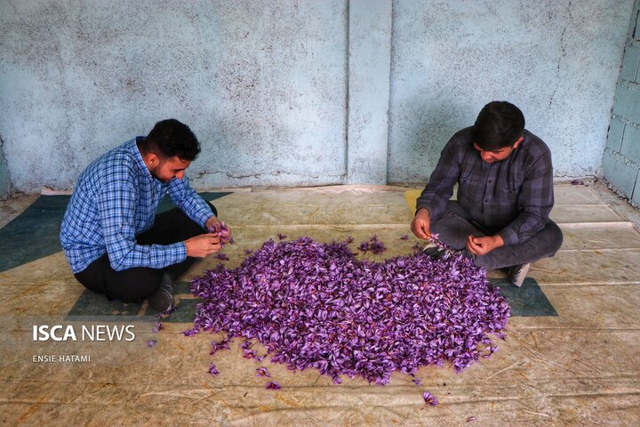زعفران خراسان شمالی بجنورد