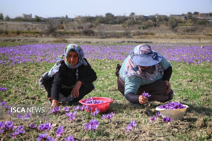 زعفران خراسان شمالی بجنورد
