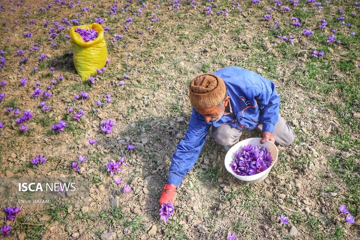 زعفران خراسان شمالی بجنورد