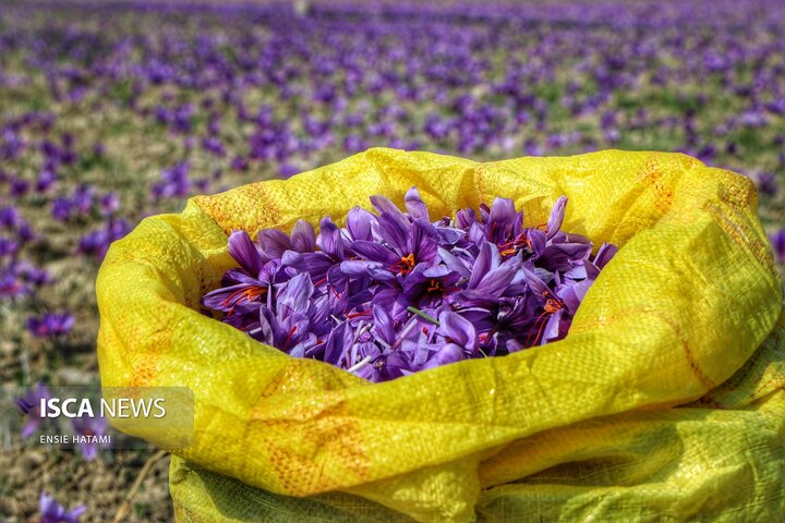 زعفران خراسان شمالی بجنورد