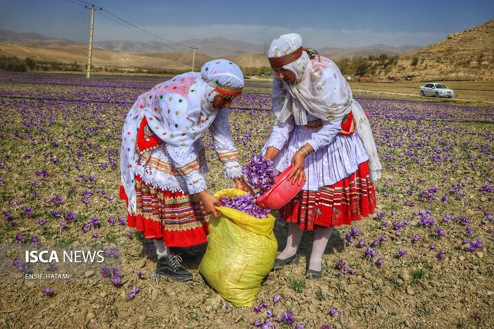 زعفران خراسان شمالی بجنورد