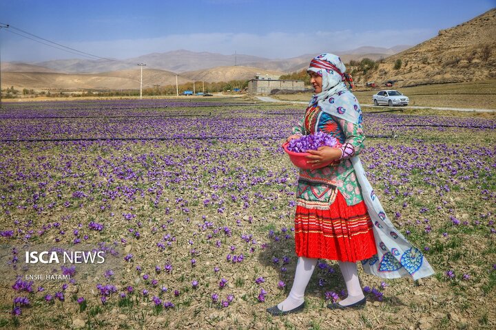 زعفران خراسان شمالی بجنورد