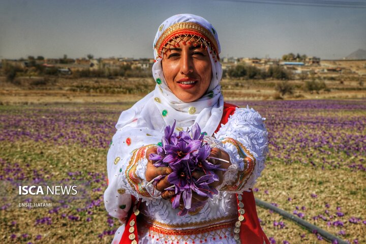 زعفران خراسان شمالی بجنورد