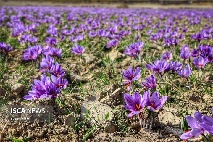زعفران خراسان شمالی بجنورد