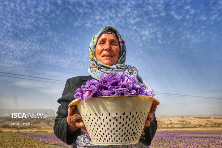 زعفران خراسان شمالی بجنورد