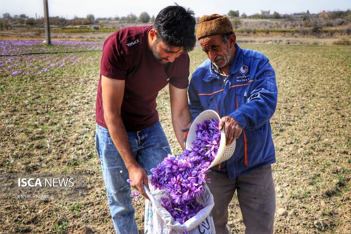 زعفران خراسان شمالی بجنورد