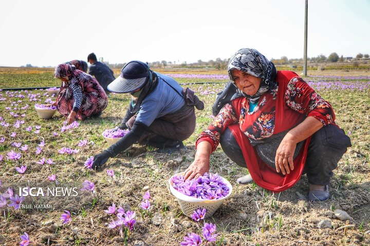 زعفران خراسان شمالی بجنورد
