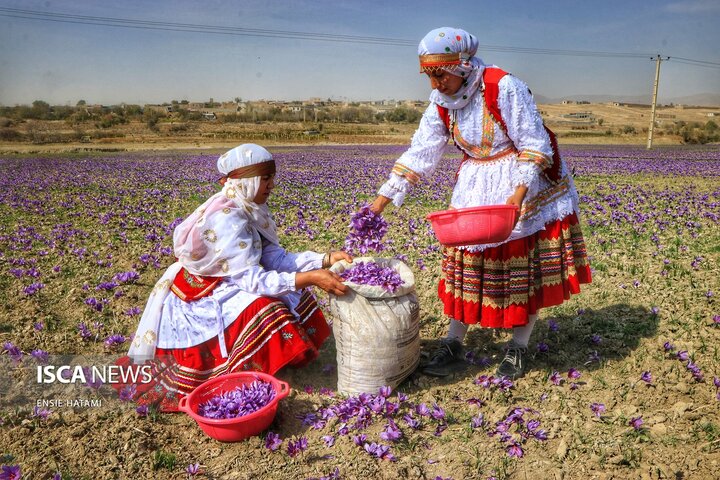 زعفران خراسان شمالی بجنورد