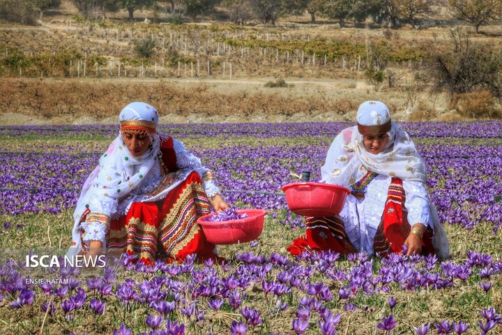 زعفران خراسان شمالی بجنورد