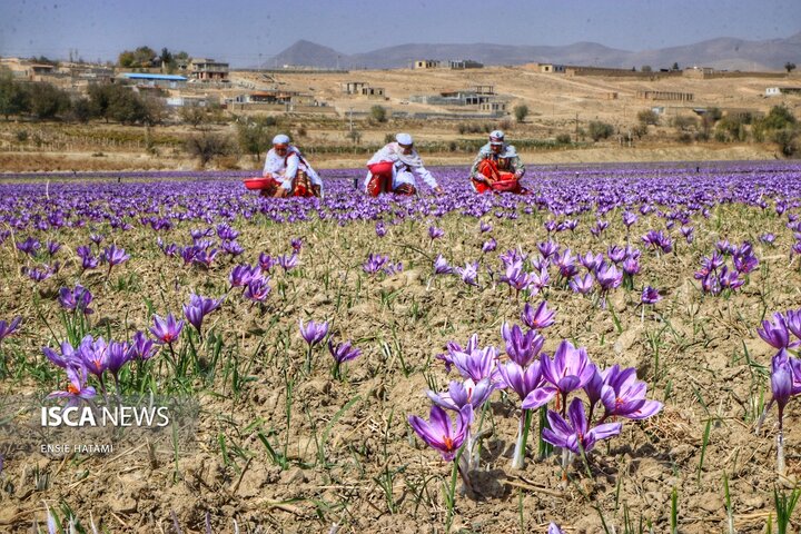 زعفران خراسان شمالی بجنورد