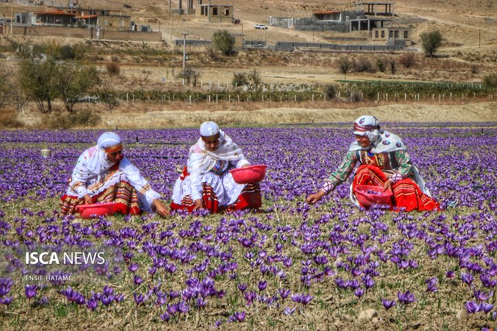 زعفران خراسان شمالی بجنورد