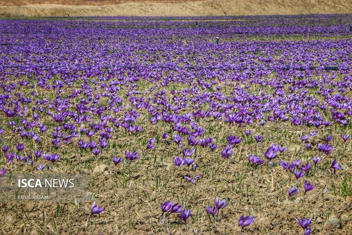 زعفران خراسان شمالی بجنورد