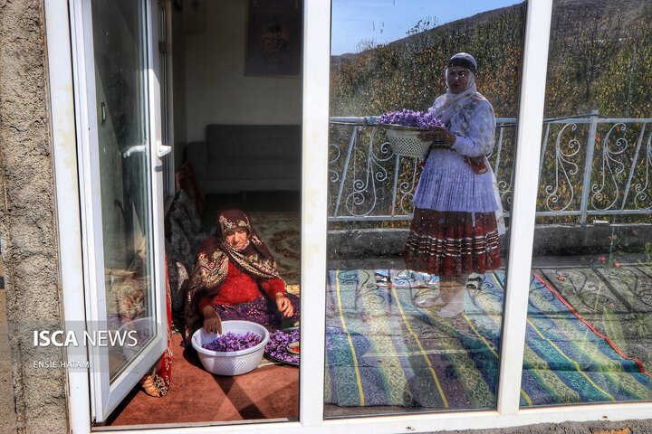 زعفران خراسان شمالی بجنورد