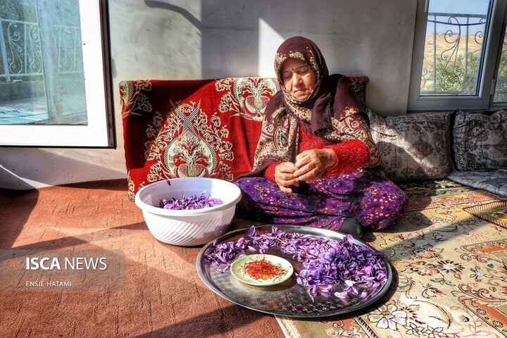 زعفران خراسان شمالی بجنورد