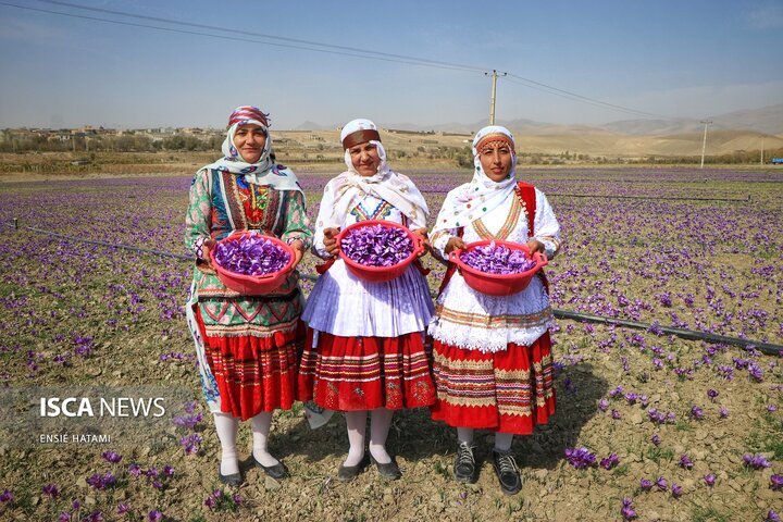 زعفران خراسان شمالی بجنورد