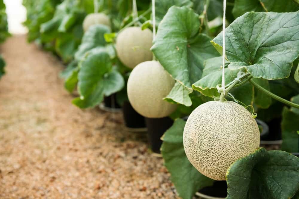 گرانترین میوههای جهان را بشناسید + عکس