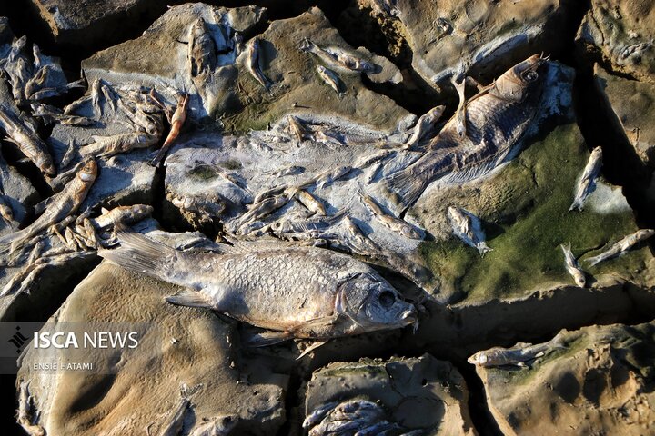 بندعبدل آباد بجنورد
