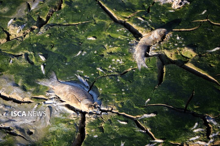 بندعبدل آباد بجنورد