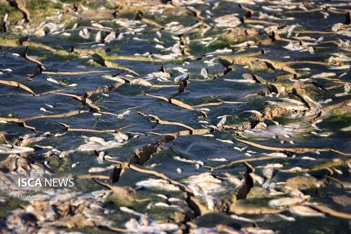 بندعبدل آباد بجنورد