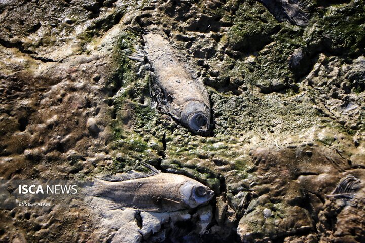 بندعبدل آباد بجنورد