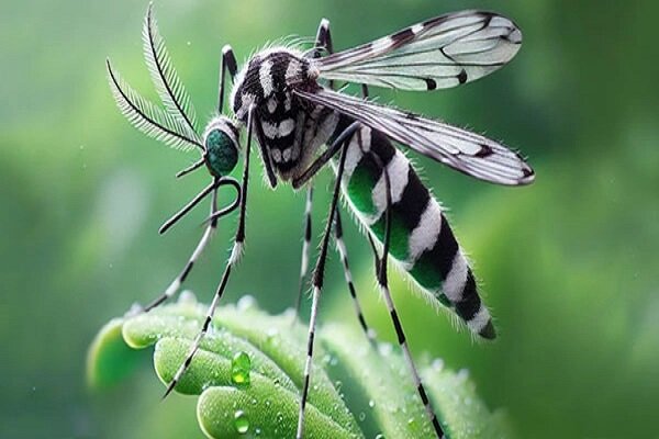 روش مقابله با پشه آئدس