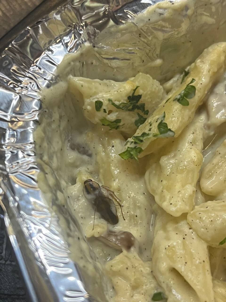 طعم جدید غذای دانشجویی؛ سوسک، انحصار و سکوت!