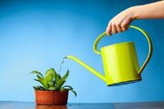 همه آنچه باید درباره آبیاری گیاهان بدانید