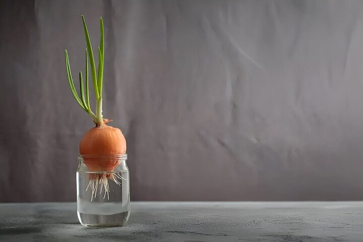 کاشت پیاز جوانه زده در گلدان؛ راهی برای تولید پیاز کامل / پیاز جوانه زده را چگونه بکاریم ؟