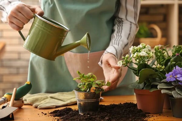 همه آنچه باید درباره آبیاری گیاهان بدانید