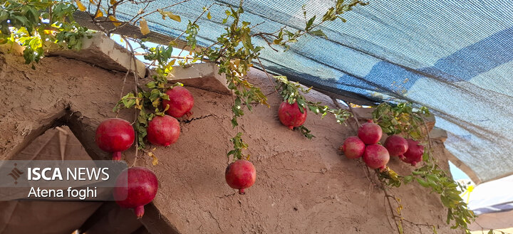 جشنواره انار