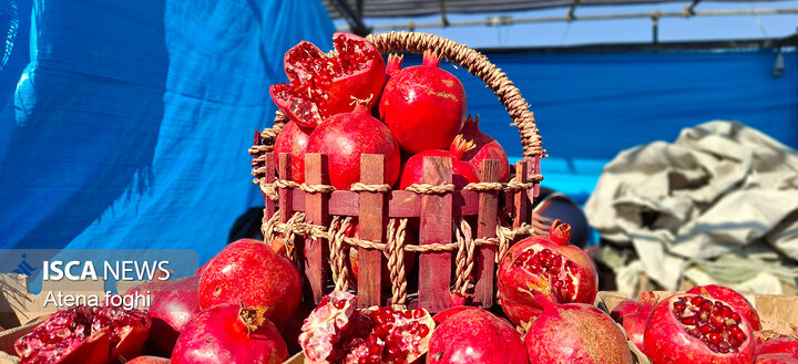 جشنواره انار