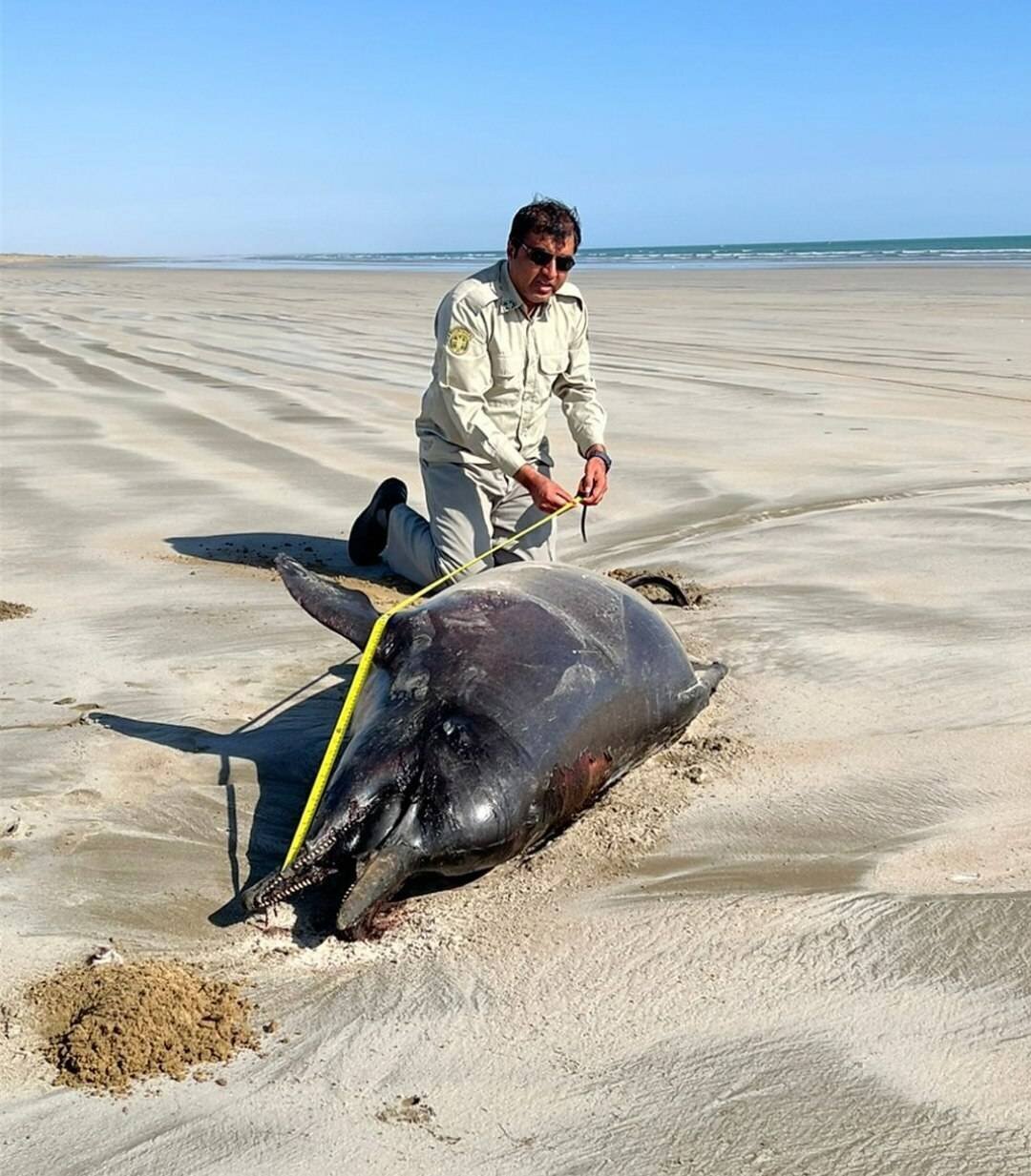 کشف لاشه ۲ دلفین در سواحل ایران + عکس