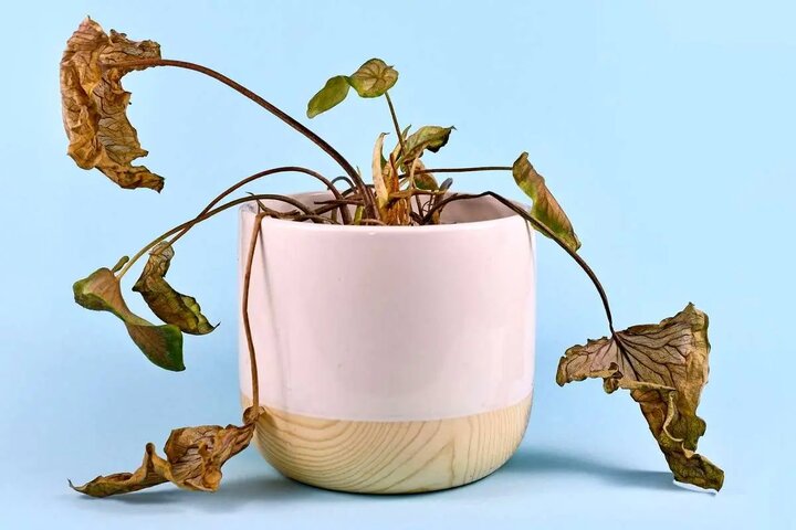 ۶ نشانه‌ای که باید گیاه آپارتمانی‌تان را دور بیندازید