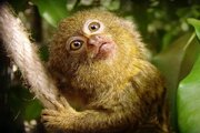 بامزه‌ترین میمون جهان که اندازه یک موز است! + عکس