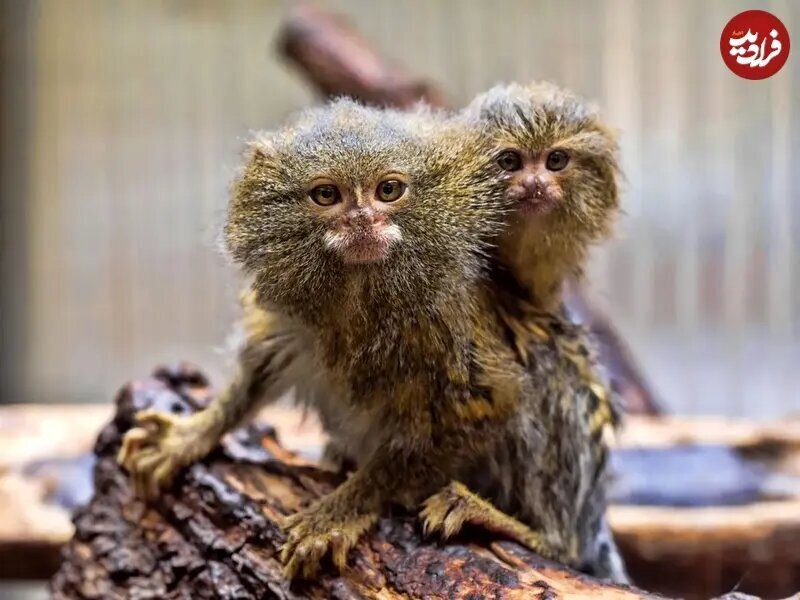 بامزهترین میمون جهان که اندازه یک موز است! + عکس